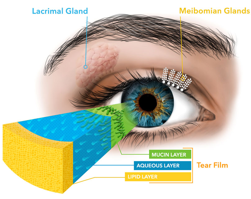 Dry Eye Care & Treatment